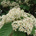 Cotoneaster lacteus fleur